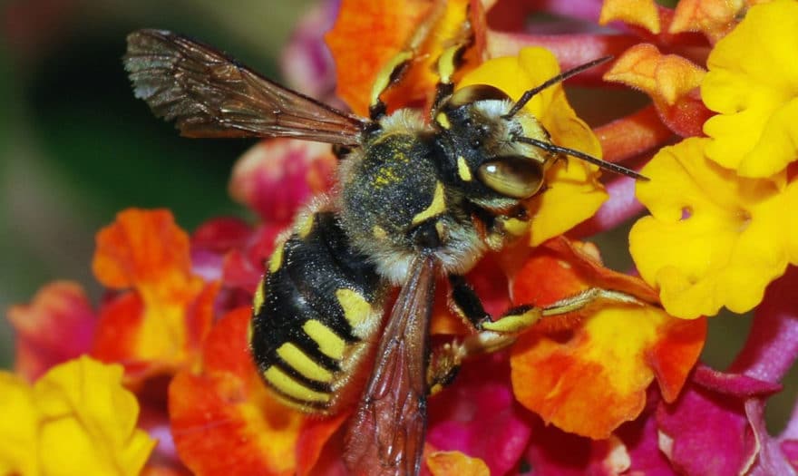 Abeja