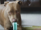 Muere de una enfermedad dental, y su dueño inventa un cepillo de dientes canino