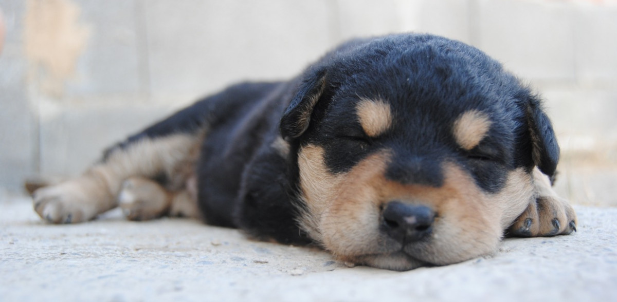 Un empleado de Amazon ayuda a un cliente a recuperar a la mascota perdida por el servicio