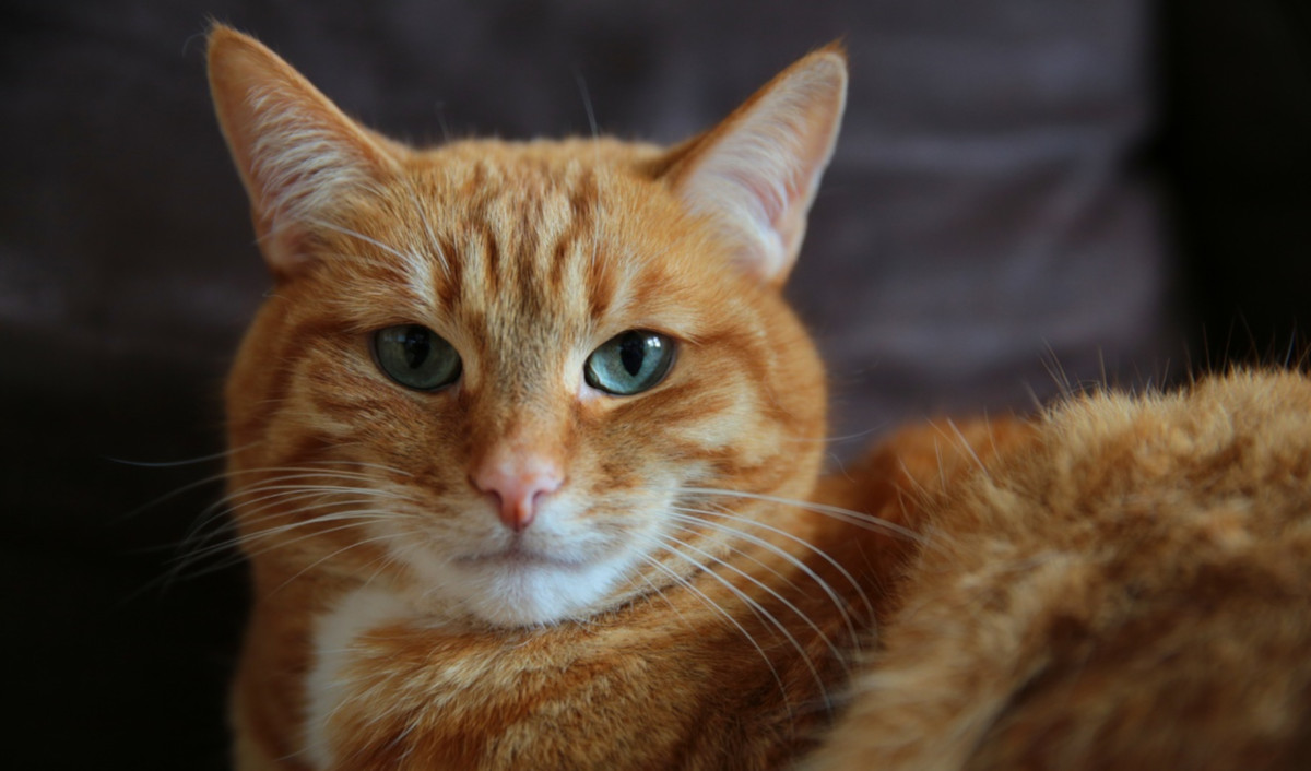 Estas son las enfermedades que os podrían transmitir los gatos