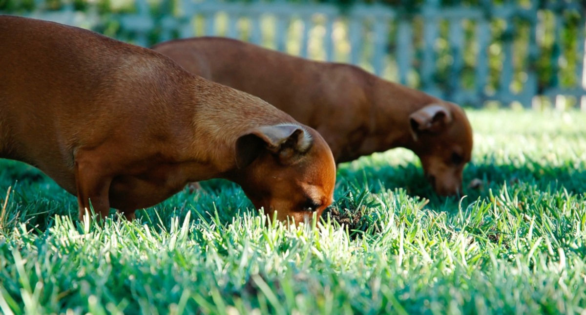 Motivos por los que los perros comen hierba