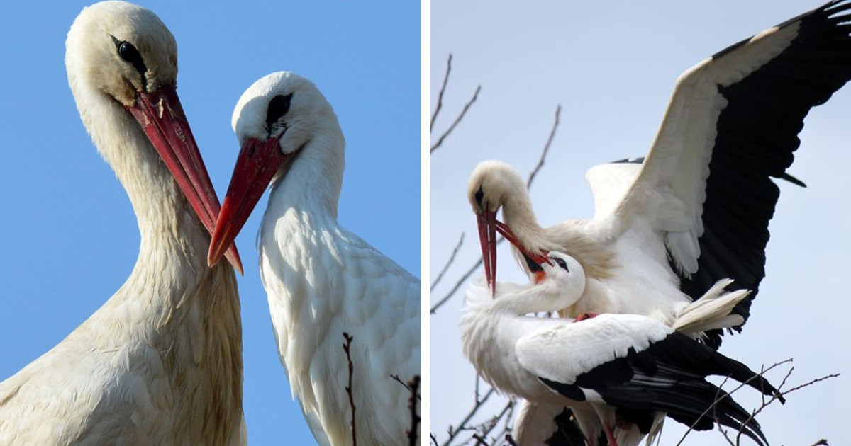 Klepetan y Malena, dos cigüeñas blancas que están enamoradas