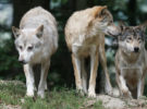 Abaten a tiros a uno de los primeros lobos salvajes en libertad de Dinamarca