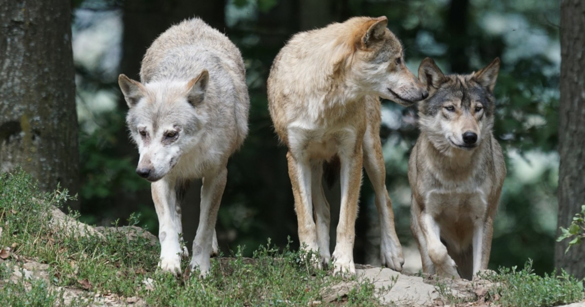 Abaten a tiros a uno de los primeros lobos salvajes en libertad de Dinamarca