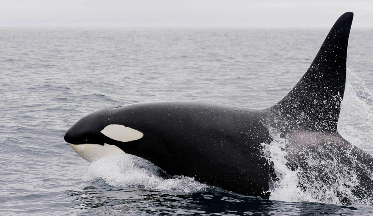 Orcas asesinas ¿Por qué se les llama así? Orcas asesinas ¿Por qué se les llama así?