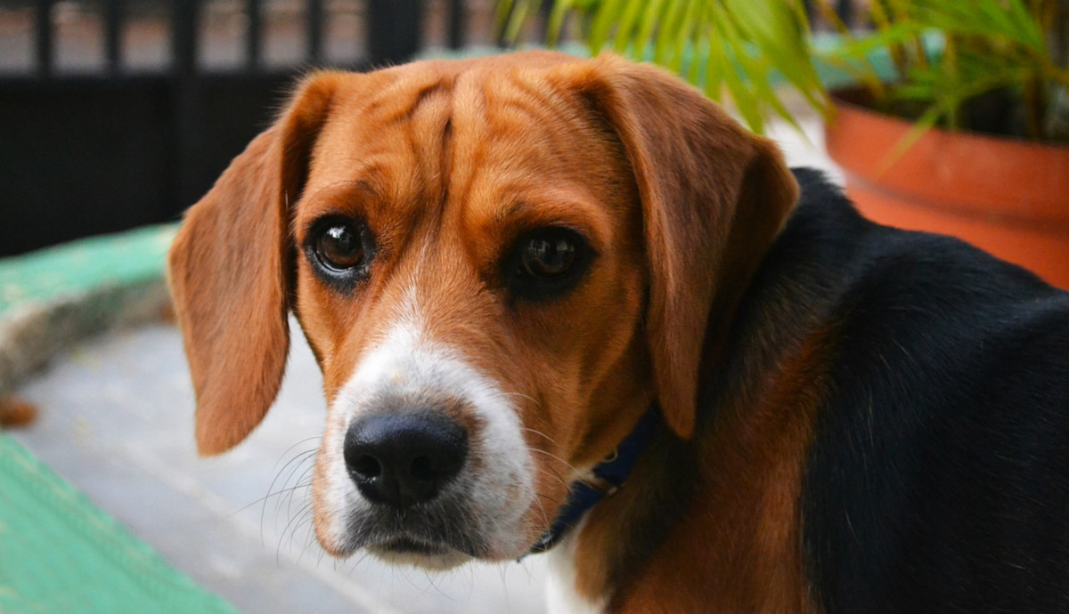 Así es cómo los perros de raza pura pueden ayudar a luchar contra el cáncer