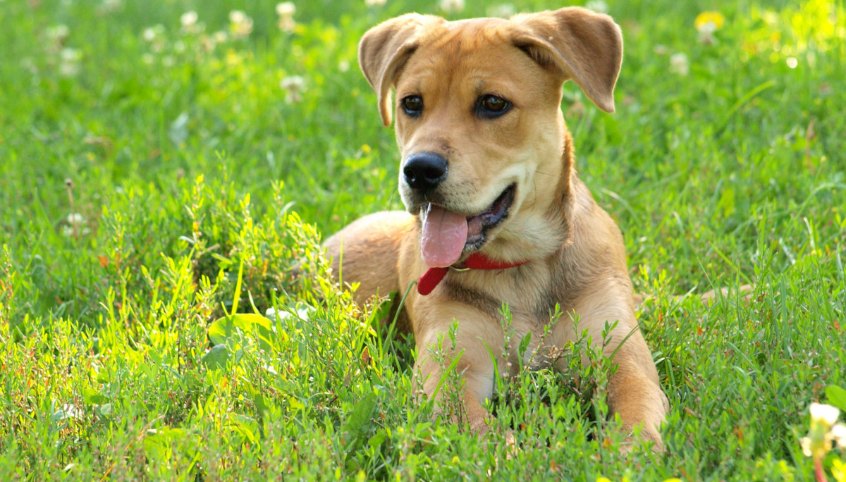 Gracias a la ayuda de extraños, este perro pudo volver a casa