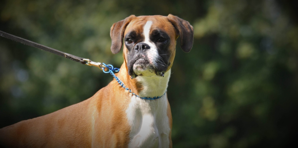 Vómitos amarillos en perros, qué son y cómo tratarlos