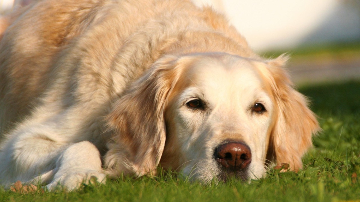 Medicinas naturales para animales: algunas recomendaciones