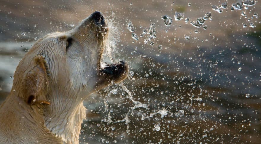 Perro
