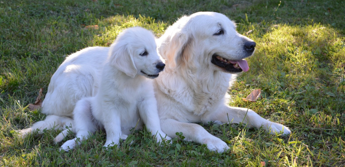 Mastitis en perras, una enfermedad posible