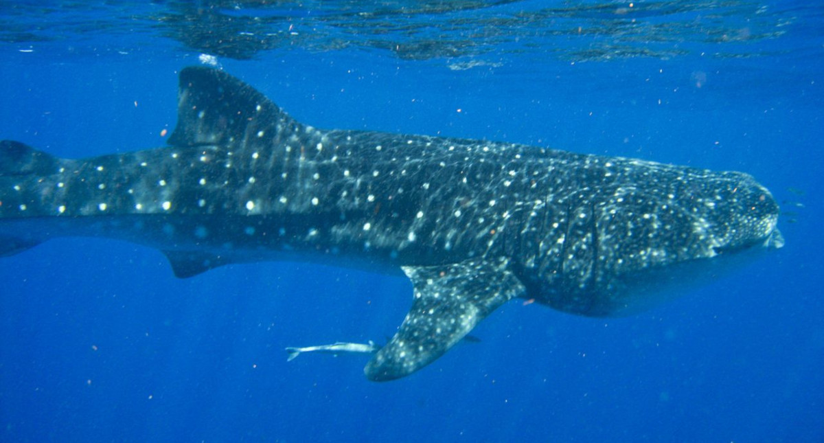 Así es cómo el tiburón ballena ha recorrido 20.000 kilómetros en un viaje