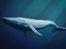La ballena azul, el ser vivo de mayor tamaño de la Tierra