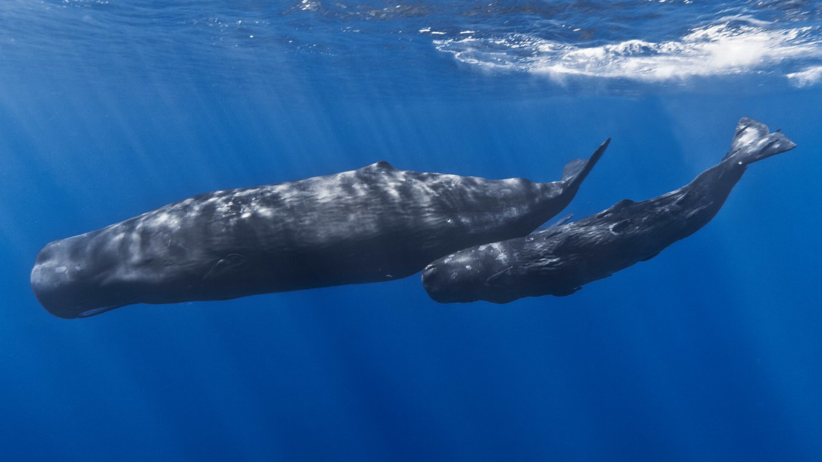 ¿Por qué se producen las reuniones de ballenas?