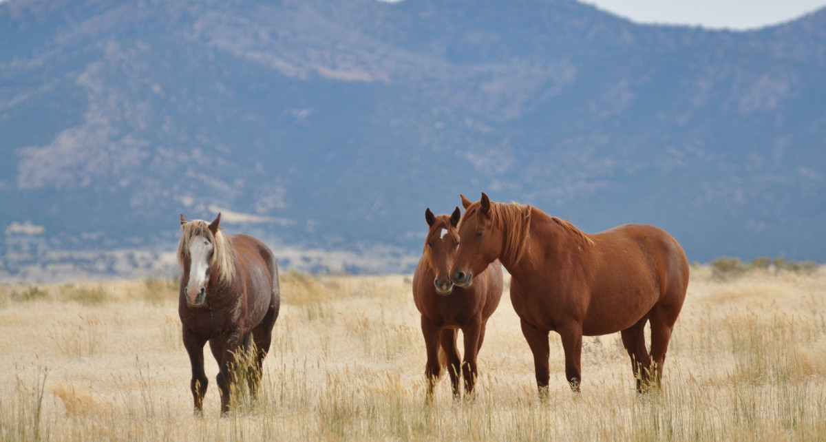 Cómo tratar el tétanos en los caballos