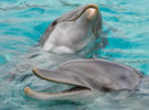 Delfines: así saben que las orcas están cazando