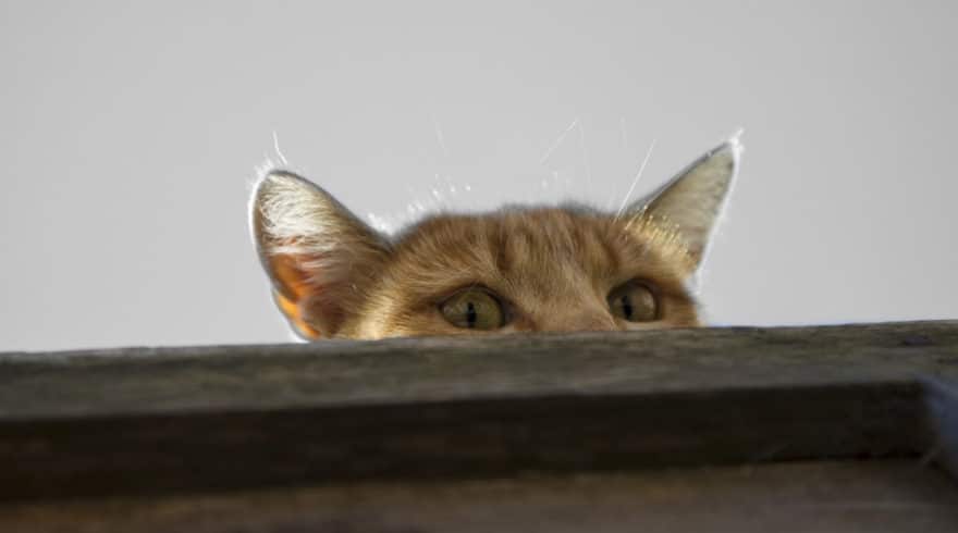 Gato espía
