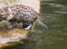 El gato pescador, otro felino en peligro de extinción