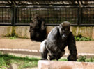 Fallece Koko, la gorila que hablaba