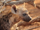 La hiena, uno de los animales más apestosos