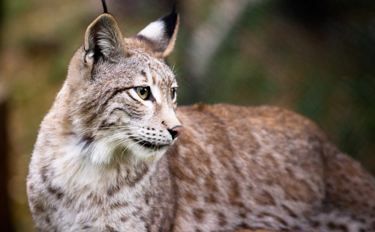 ¿Cómo ha conseguido un lince ibérico recorrer cientos de kilómetros?