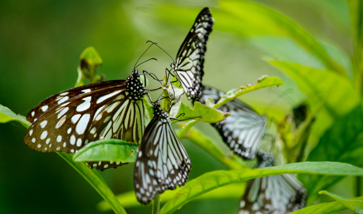 Así podéis conseguir mariposas para vuestro jardín… De manera natural