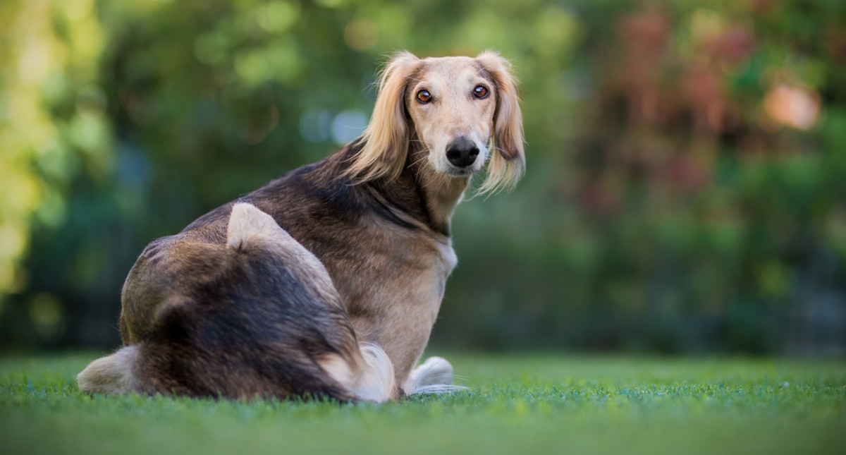 ¿Puede la relación con las mascotas afectar a nuestro cuerpo y mente?