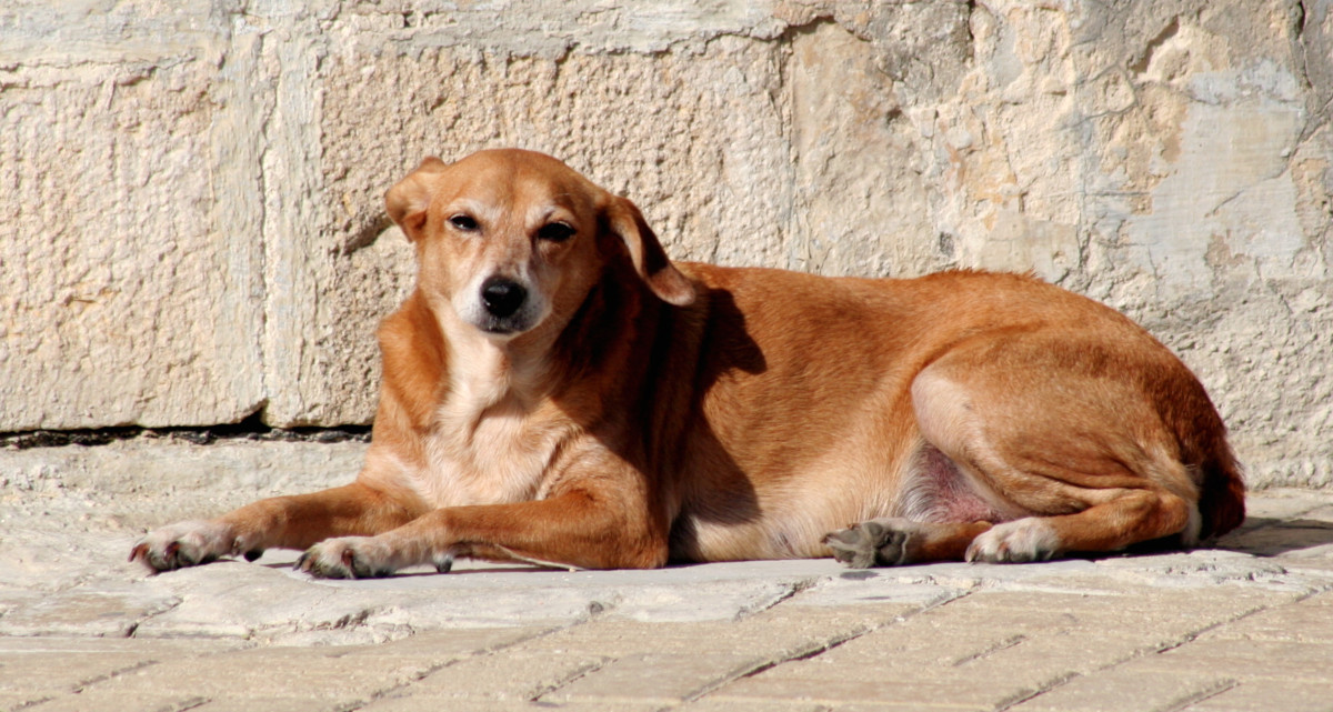 ¿Puede mi perro tomar varios suplementos a la vez?