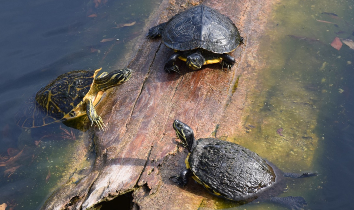 Tortugas de agua como mascotas, algo complicado