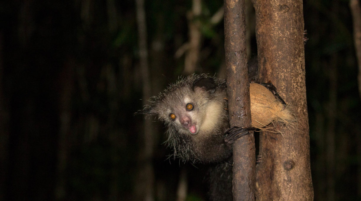 El aye-aye, el mono más raro del mundo