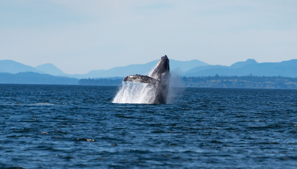 Descubren que algunas ballenas extintas han estado en España