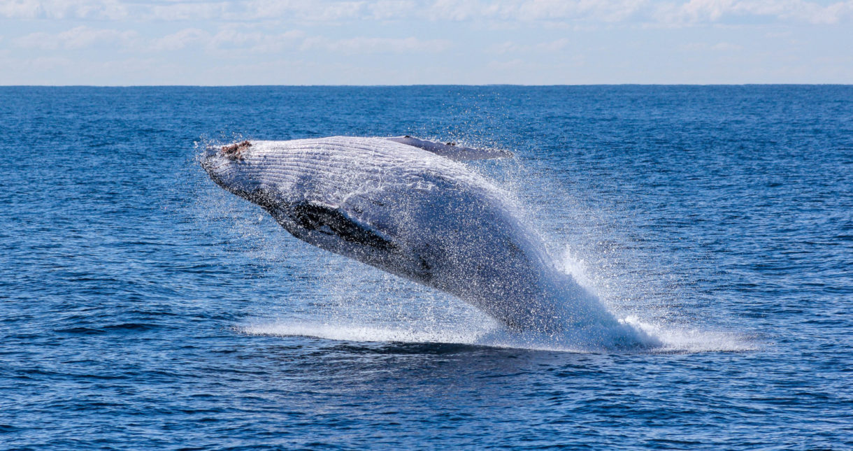 Grupos ecologistas denuncian la caza de la ballena azul