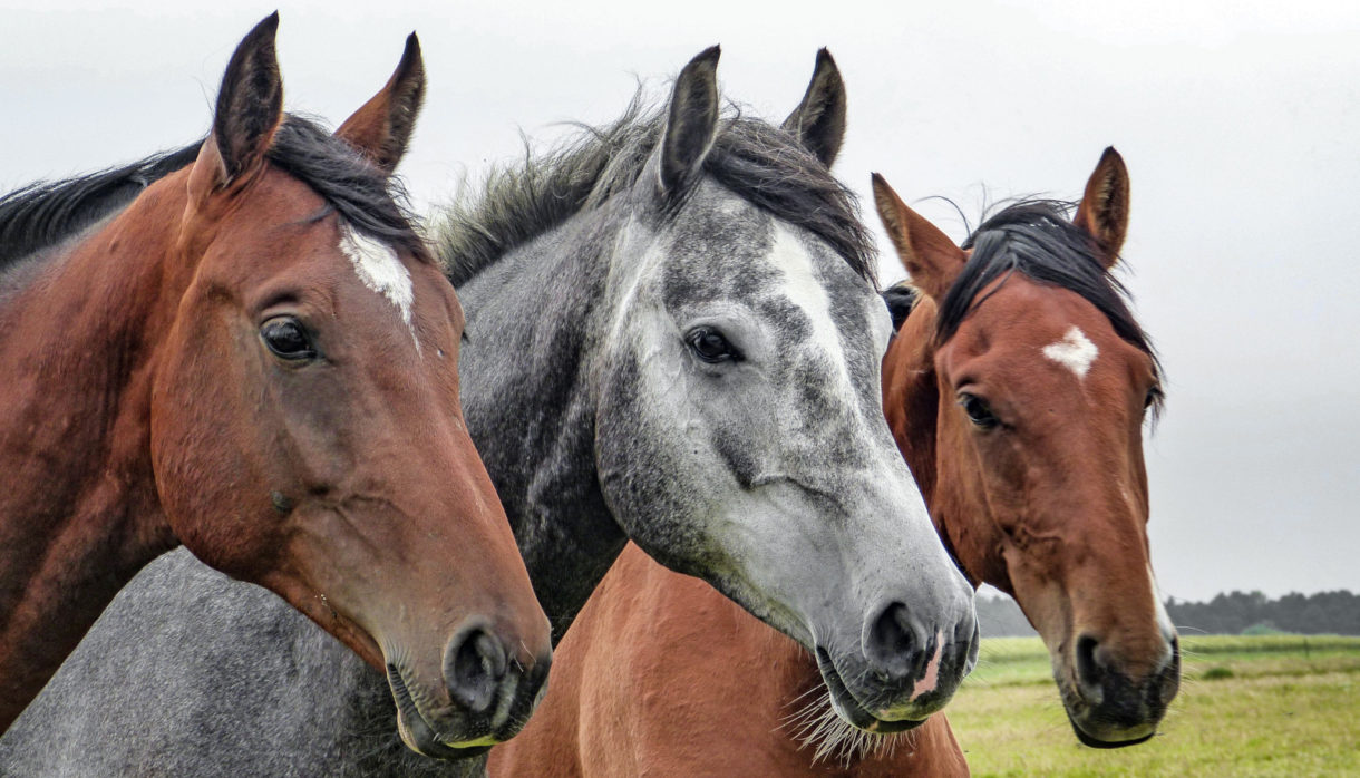 Descubierto el que podría ser el primer veterinario de caballos