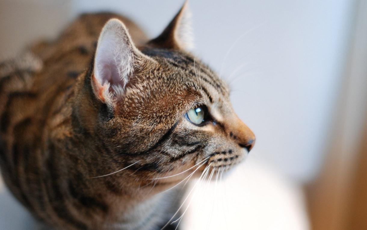 Desde Washington quieren contar todos los gatos que hay en la ciudad