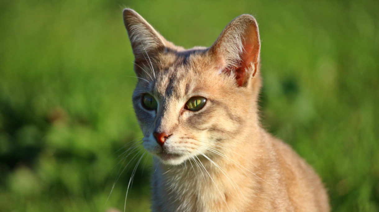 Bartonelosis, otra razón para quitarles las pulgas a las mascotas