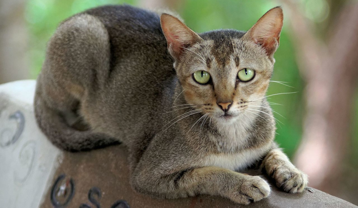 Por qué no debemos abrazar a los gatos