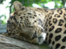 Un zoo quiere reintroducir al leopardo de Amur