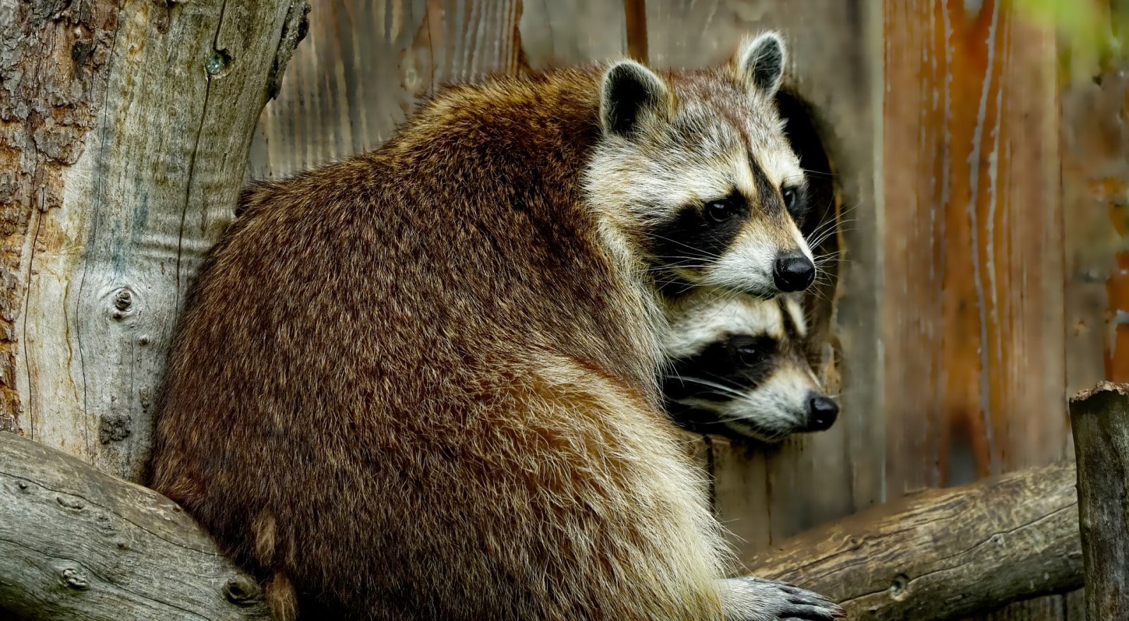 Mapache Match Mapaches: ¿Por qué tenerlos como mascotas?