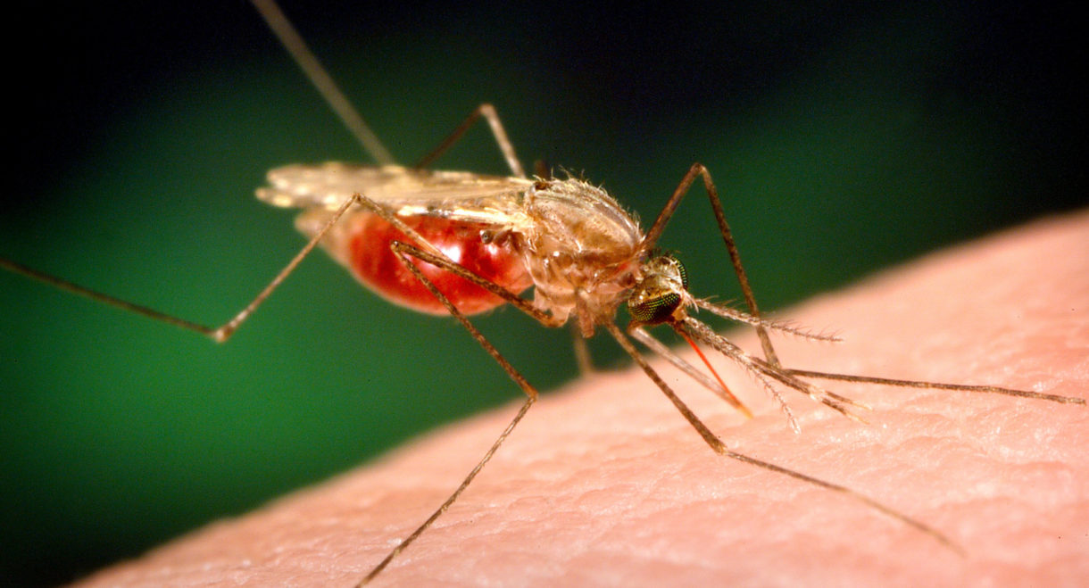Repelentes caseros para evitar las picaduras de mosquitos