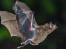 El vuelo de los murciélagos, sin apoyo pero controlado