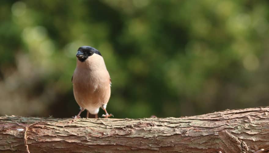 Pájaro