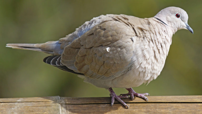 Enfermedades Que Pueden Transmitir Las Palomas 5200