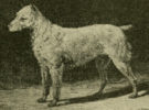 ¿Cómo desaparecieron los primeros perros de América?