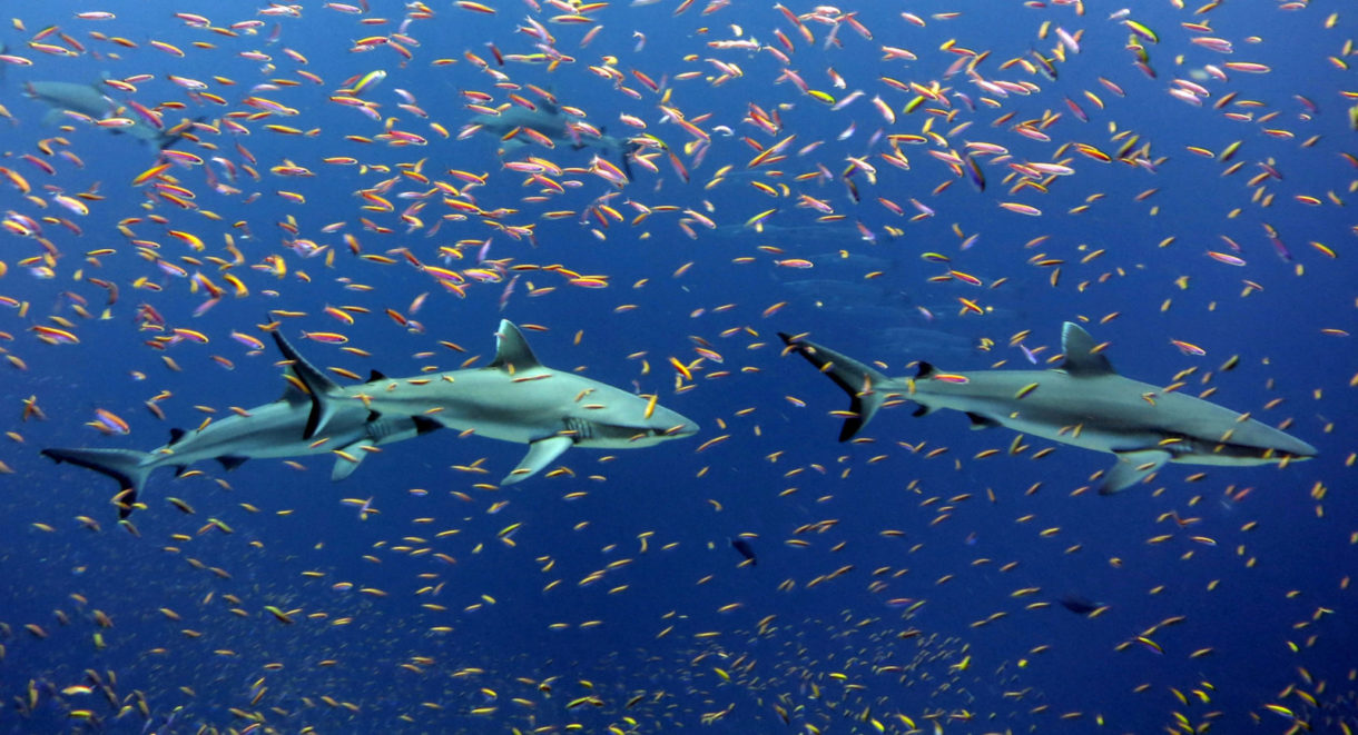 Este análisis de detección de tiburones se ha hecho viral