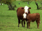 Vacas, reproducción y aumento de calidad de la leche