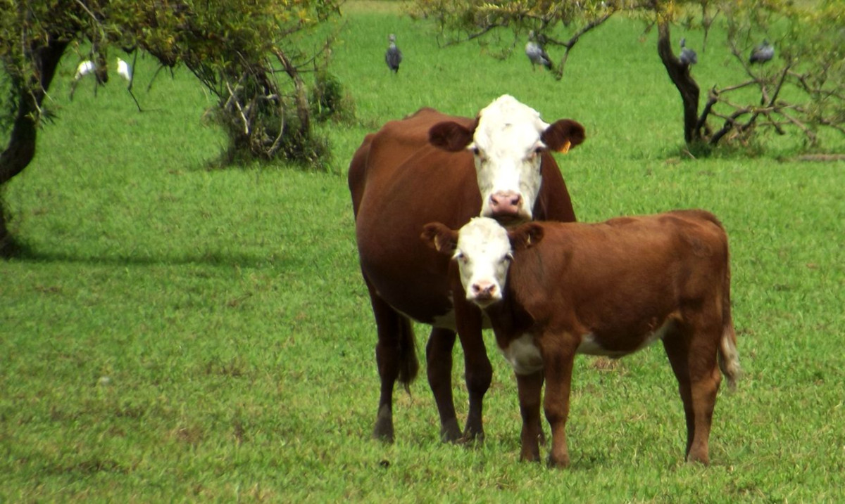 Vacas, reproducción y aumento de calidad de la leche