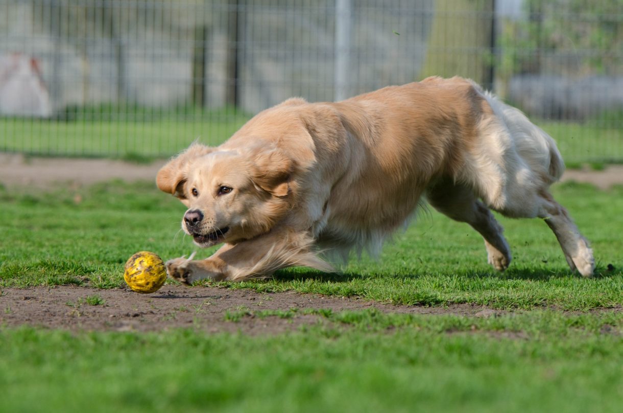 Cosequin garantiza articulaciones saludables para tus perros