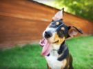 Cosequin garantiza articulaciones saludables para tus perros