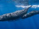 El cachalote ya es definido como el depredador más grande del mundo
