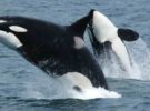 Malas noticias, las prospecciones sísmicas están afectando a los cetáceos